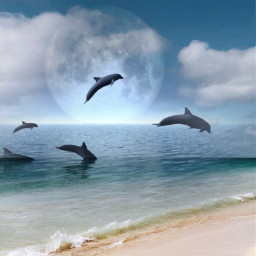 freetoedit dolphins
