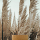 Aesthetic background - trees