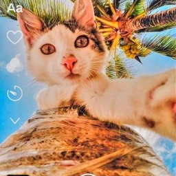 picsart love creative inspiration funny cute cat meow selfie editbydk visuallyop freetoedit srcdigitalmasterpieceinprogress digitalmasterpieceinprogress