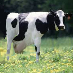 freetoedit cow two legs on a cowwwwwwwwwwwwwwwwwwwwwwwwwwwwwwwwwwwwwwwwwwwww