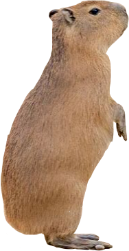 freetoedit capybara