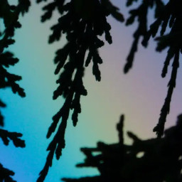 photography rainbow trees newzealand naturephotography pretty colours silhouette freetoedit