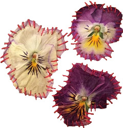 freetoedit stitchedflowers collagepack collagekit collageset collagesticker collage aesthetic vintage driedflowers stitches pink red white purple violet sowing stitching
