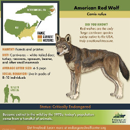 freetoedit redwolfweek wolfawareness relistallthewolves savethewolves wolflivesmatter redwolf wolfy allergictocatsbutobsessedwithharrypottersquad