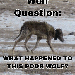 freetoedit mange sad wolf sickwolf awww