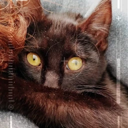 gato gatonegro cat blackcat camara freetoedit local srcfocuson focuson