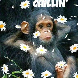 monkey chilling freetoedit srcchamomilerain chamomilerain