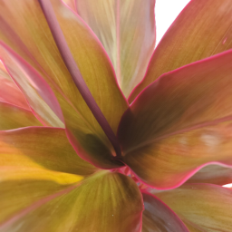 redtileaf tropical leaves flowers bloom topview closeup