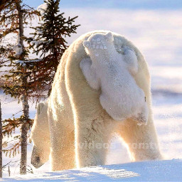 freetoedit белыймедведь мишка медведь зима суроваязима мама ребенок любовь