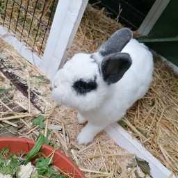 bobo bounty bunny cute mypet exploring freetoedit