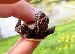 animal snaptuit turtle cute picsart gallery followforfollow like4like comment followers share repost freetoedit