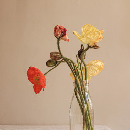 flower red yellow vase poppy unsplash freetoedit