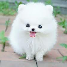 cute adorable picsart puppy dog followforfollow likes comment followers share freetoedit