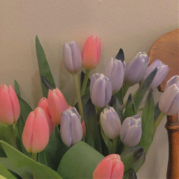 flowers tulips purple pink freetoedit