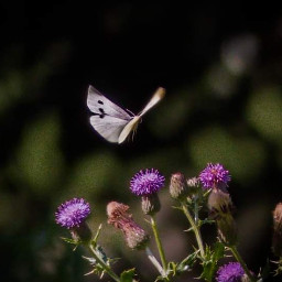 photography nature butterfly flying purple naturelover newzealand freetoedit