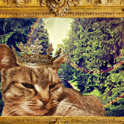 king royallife cats catsofpicsart oldframes goldframe picsartstickers gold catcollage rainbowvibes freetoedit