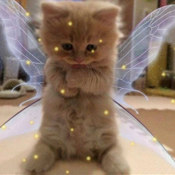 kitten cats picsartchallenge fairycats fairycatcore freetoedit srctinyyellowlights tinyyellowlights