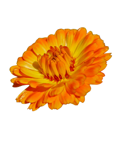 flower marigold yellow golden freetoedit