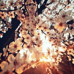 nature myphotography spring almondtree sunset raysoflight