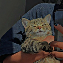 cat replay cute






𖦹~•𝐾𝑖𝑛𝑔𝑠/𝑄𝑢𝑒𝑒𝑛𝑠•~𖦹 freetoedit cute