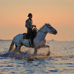 pferd horse reiter cowboy reiten pferde horses animal tier animals tiere freetoedit