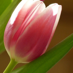 tulpen tulpe tulpin tulip tulips tulpa ostern easter spring frühling red rot freetoedit