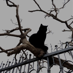 freetoedit cat blackcat fall cloudy cloudyday tree