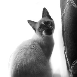 cat gato portrait