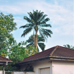 palm home daytime tree yard background unsplash freetoedit