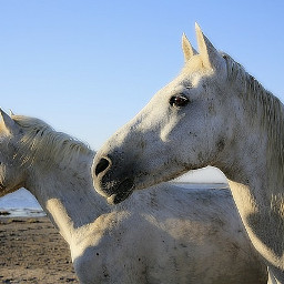 pferde horses animals tiere freetoedit