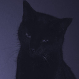 freetoedit cat perpule aesthetic black