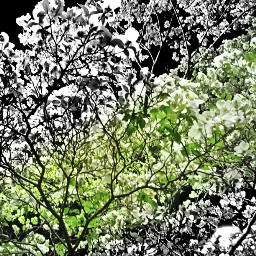 dogwoodtree spring nature madewithpicsart blackandwhite green mobilephotography japan