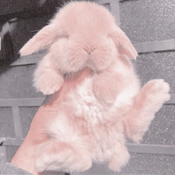 bunnyrabbit pinkaesthetic