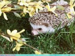 hedgehog picsart animal followforfollow like4like cutehedgehog freetoedit