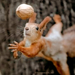 squirrel peanut love cherryn_hd n435💋💄❤️🇮🇩 freetoedit n435