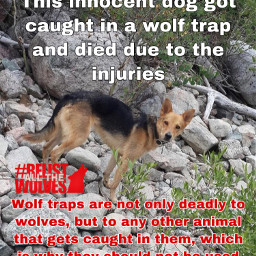 freetoedit relistallthewolves stopthewolftraps wolf dog sad trap relistwolves stoptrappingwolves thisisreallysad wolves dogs saddog nooo