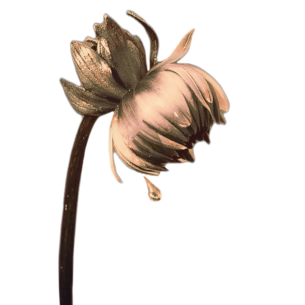 removedbg flower brown photo beauty sticker by zanytaz