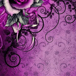 purple rose flower beautiful girly moretocomeindifferentcolors freetoedit