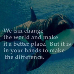 freetoedit savetheoceans savetheearth saveourplanet ourplanet change help fyp remember news page interesting nature oceans animals climatechange plastic nomoreplastic blogsaveourplanet saveourplanetoficial
