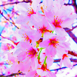 hand flowers roses pink_flowers pink_roses sky blue sky_blue tree شجرة يد ازهار ورود شجرة_زهور سماء سماء_زرقاء freetoedit