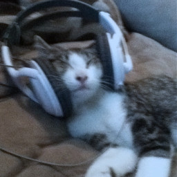 cat musiccat grunge cute